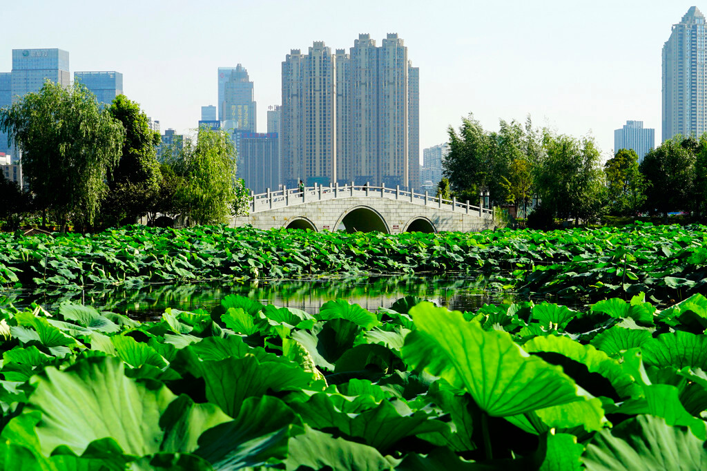 沙湖公園景點介紹