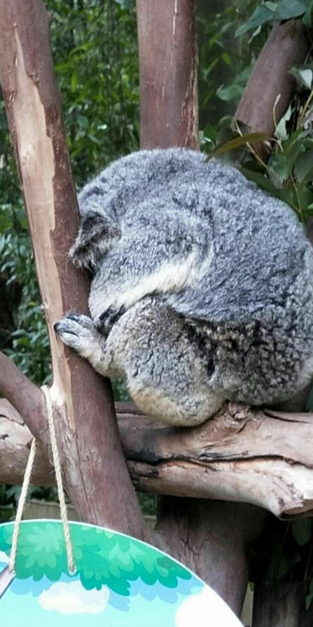 廣州香江野生動物園門票官網(wǎng)