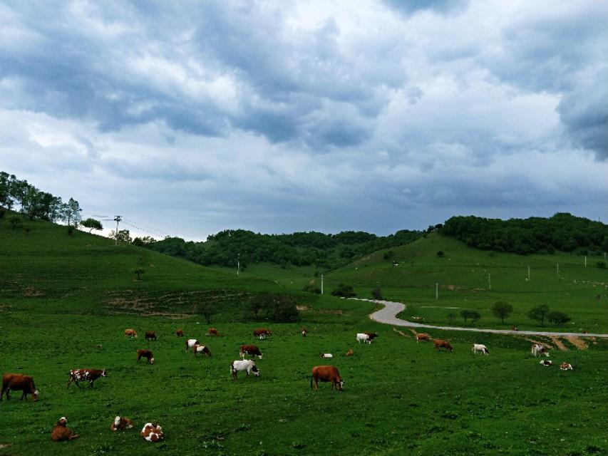 關(guān)山牧場門票多少錢