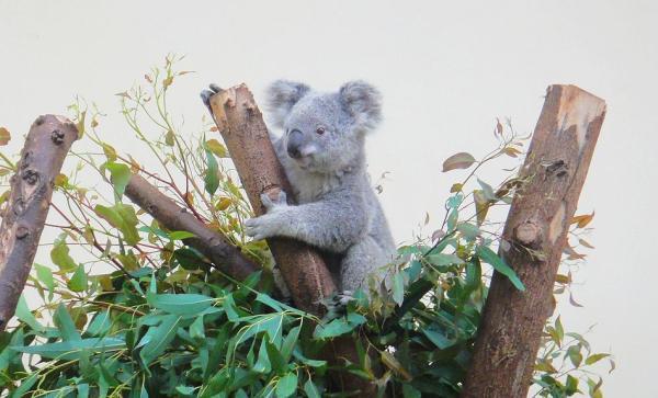 長隆香江野生動物園門票攻略