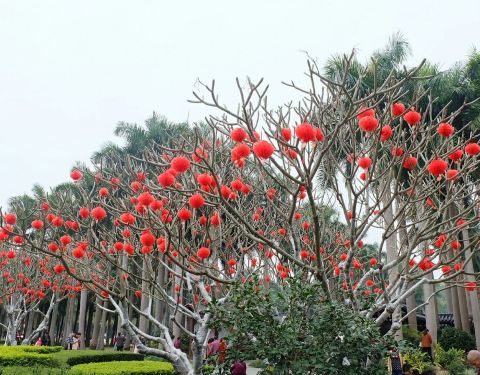 南寧金花茶公園