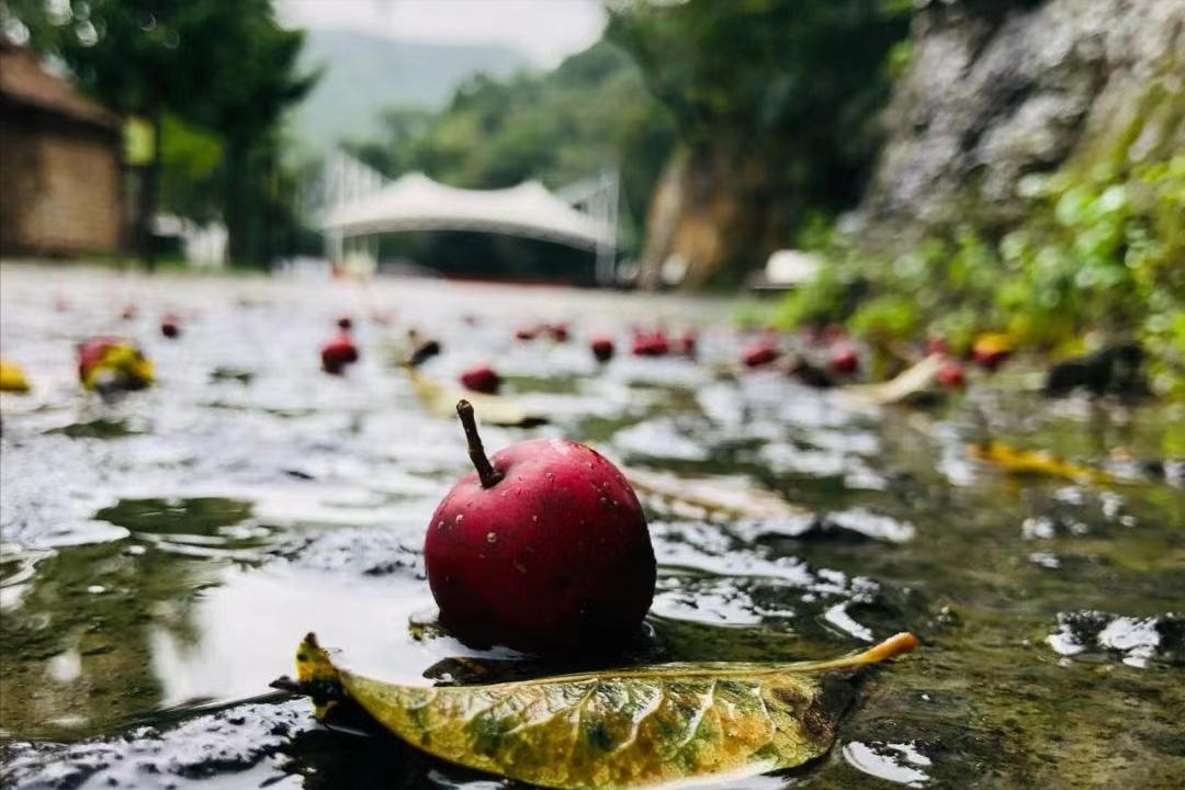 重慶天氣預(yù)報