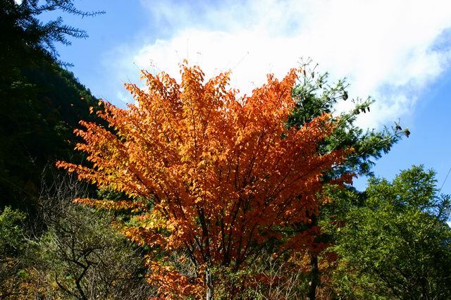 秋季賞紅葉絕佳去處