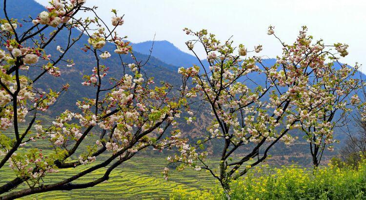 江西婺源油菜花