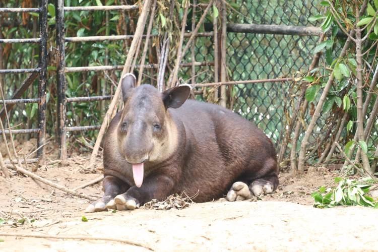 上海野生動(dòng)物園攻略，探索野生動(dòng)物的奇妙世界，上海野生動(dòng)物園攻略，探索野生動(dòng)物的奇妙之旅