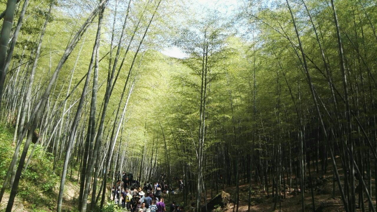 天目湖南山竹海旅游攻略，探索美麗的自然秘境，天目湖南山竹海自然秘境探索攻略