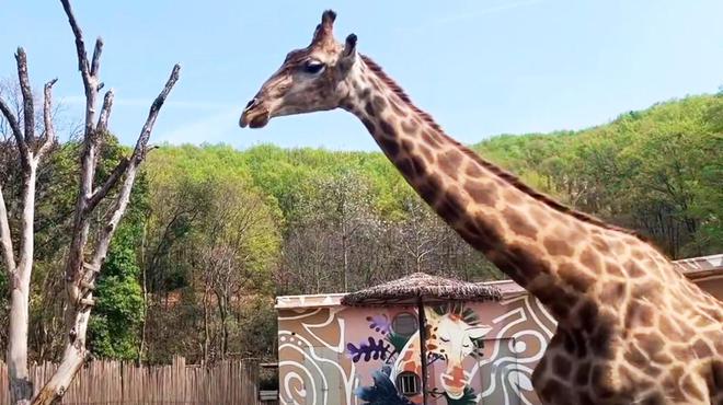 武漢野生動(dòng)物園門(mén)票攻略，一站式解決你的購(gòu)票疑問(wèn)，武漢野生動(dòng)物園門(mén)票攻略，一站式解決購(gòu)票疑問(wèn)